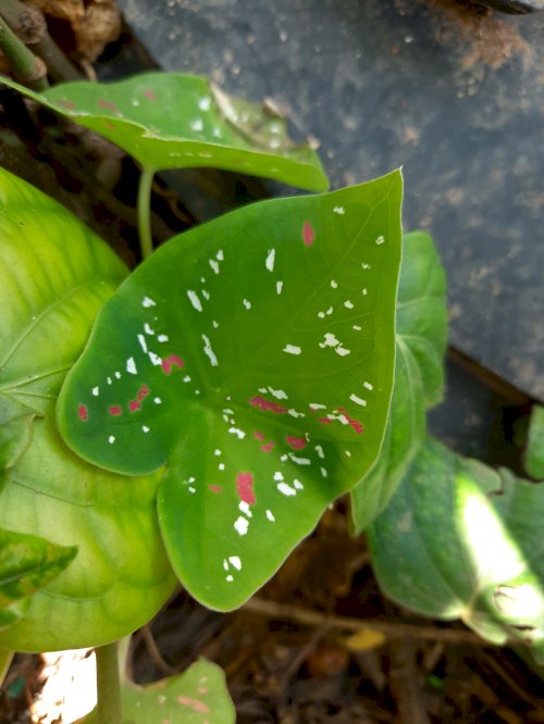 நிற சேம்பு இலை